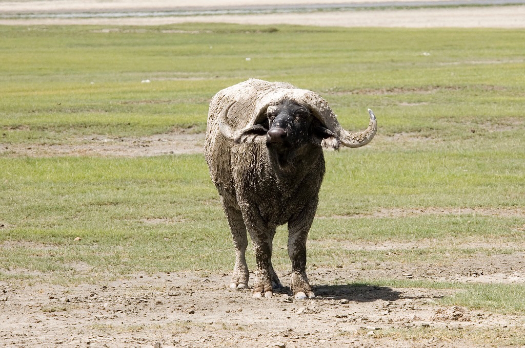 Ngorongoro Buffalo03.jpg - African Buffalo (Syncerus caffer), Tanzania March 2006